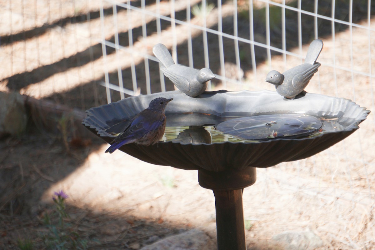 Western Bluebird - ML608326661