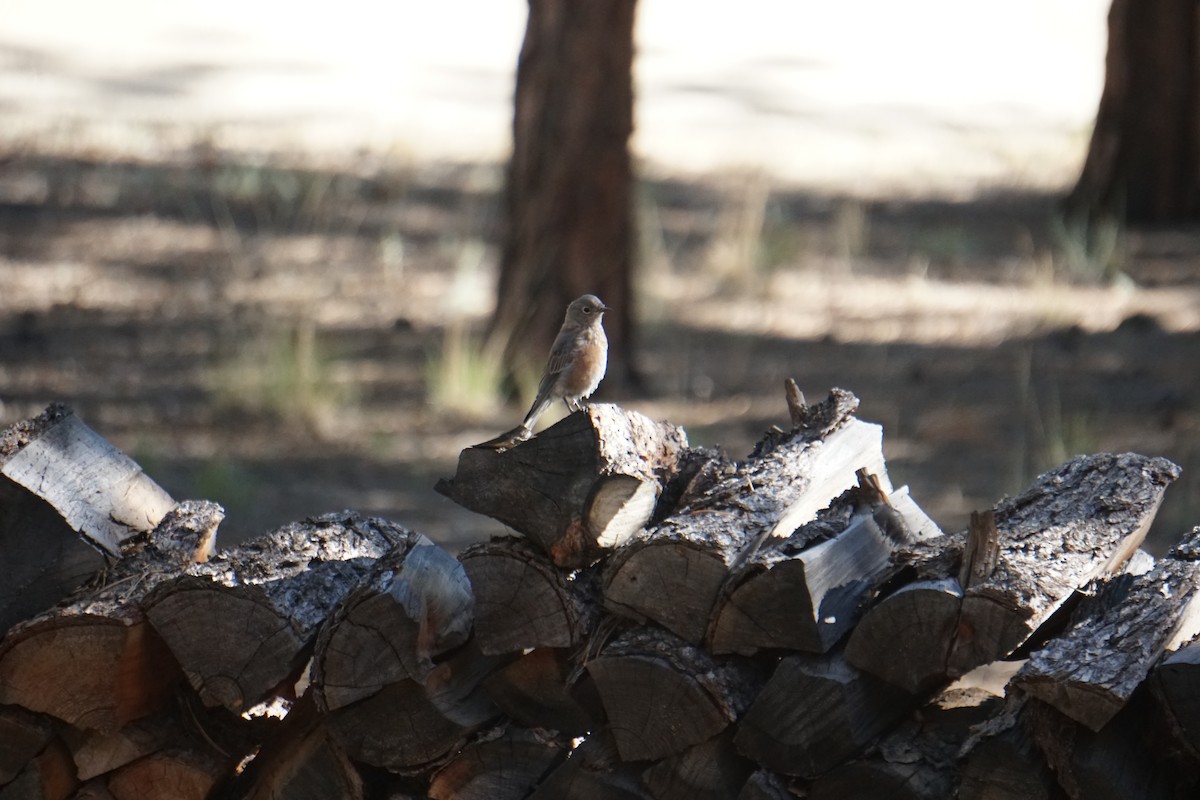 Western Bluebird - ML608326662