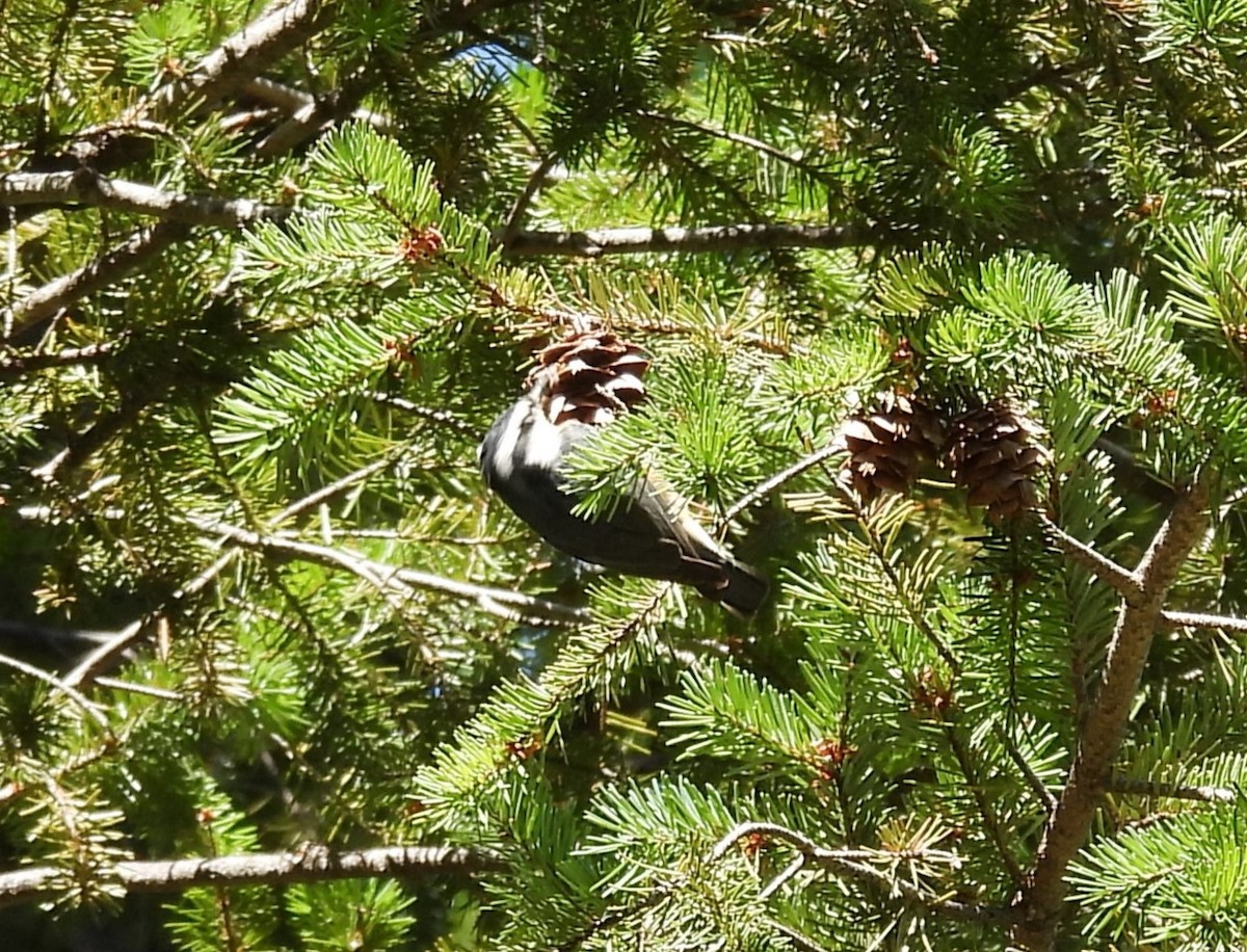 Red-breasted Nuthatch - ML608326683
