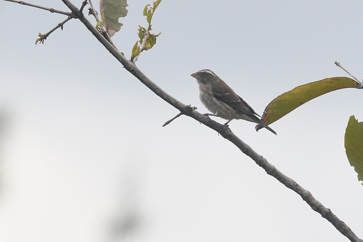 Reichard's Seedeater (Stripe-breasted) - Chiusi Alessio Pietro