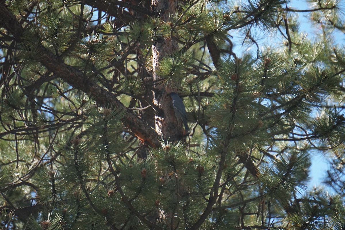 Pinyon Jay - ML608326747