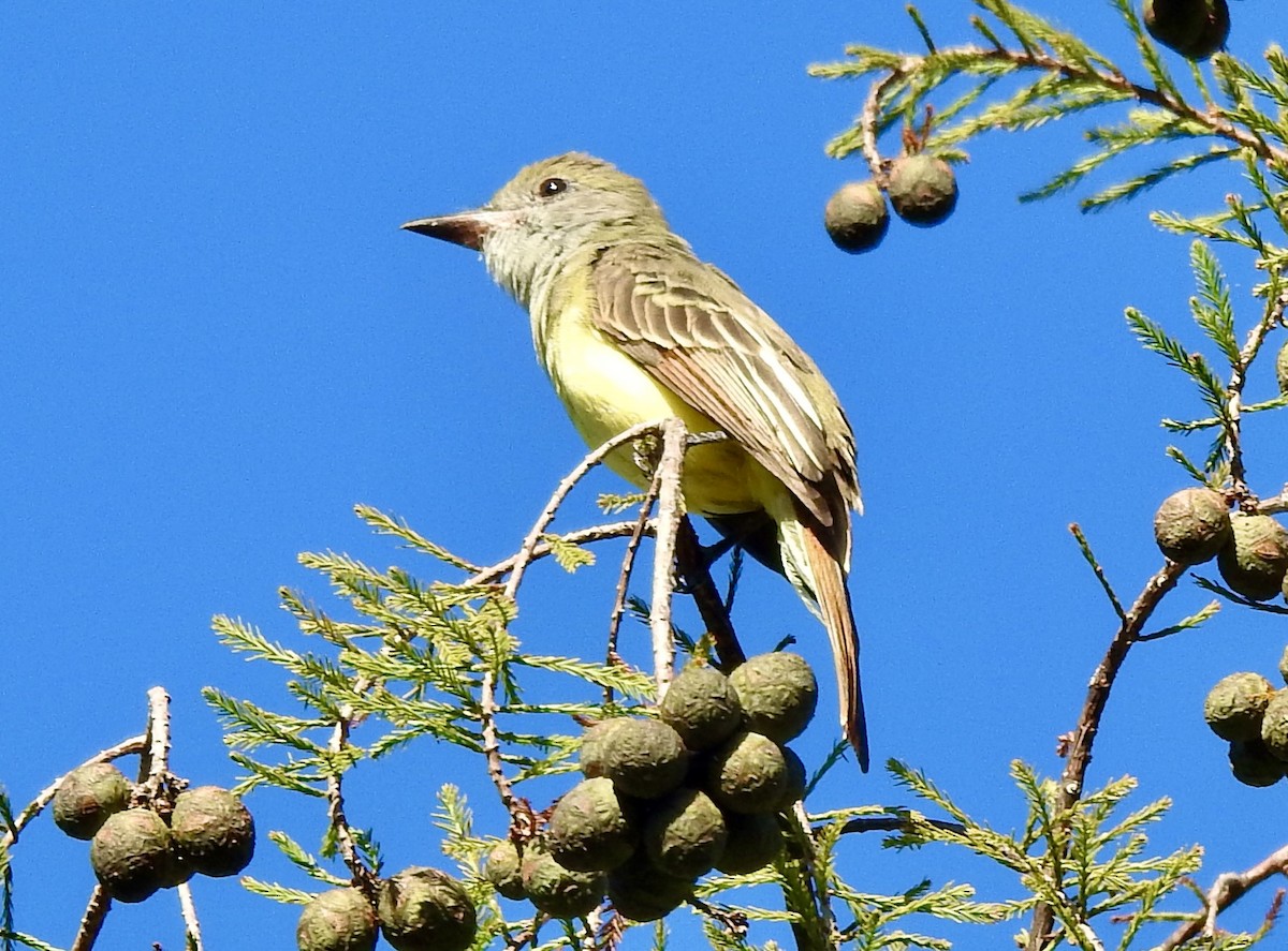 Great Crested Flycatcher - Roy McGraw