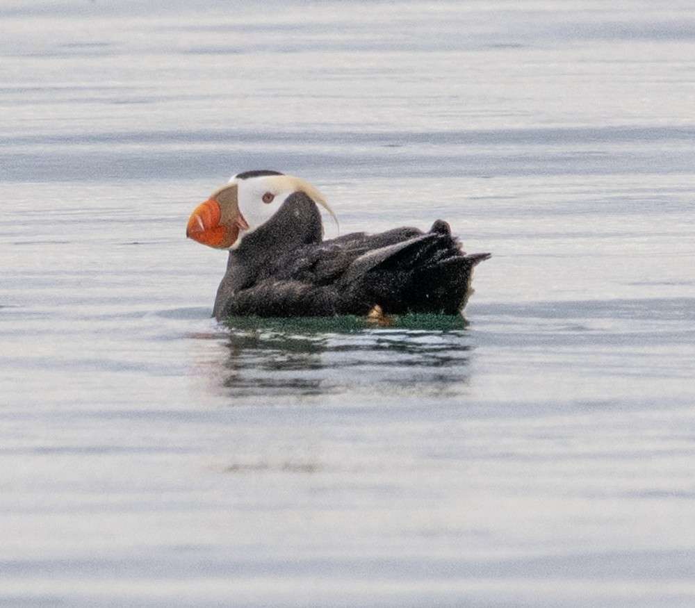 Tufted Puffin - ML608326758