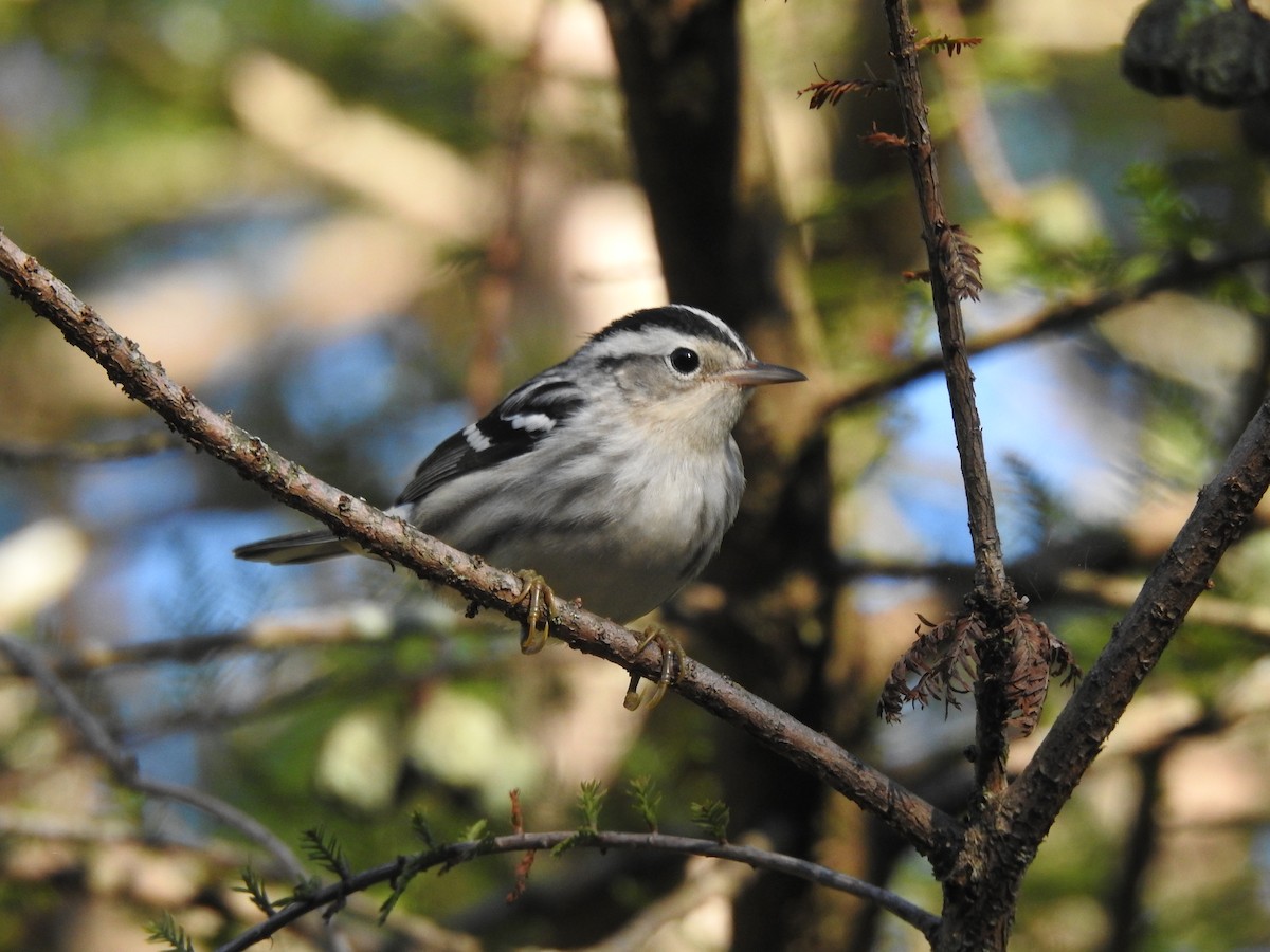 Black-and-white Warbler - ML608326778