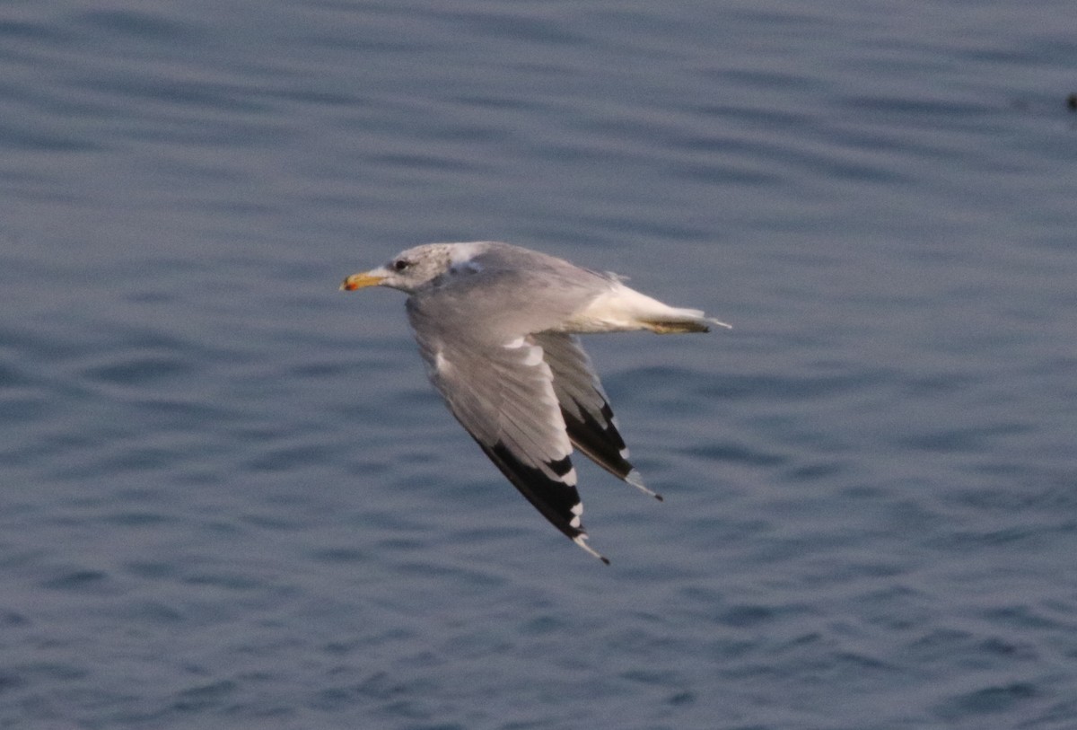 California Gull - ML608326782