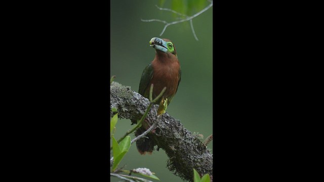 Toucanet à bec tacheté - ML608326840