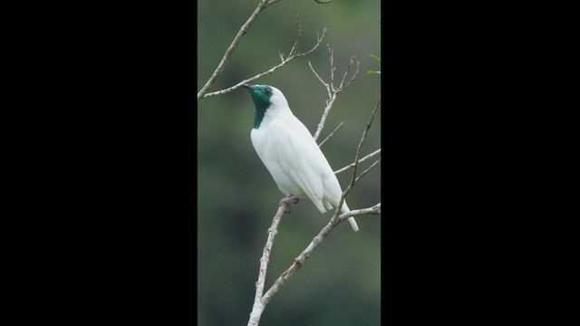 Bare-throated Bellbird - ML608326842