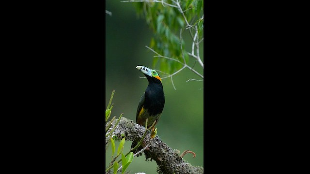 Toucanet à bec tacheté - ML608326866