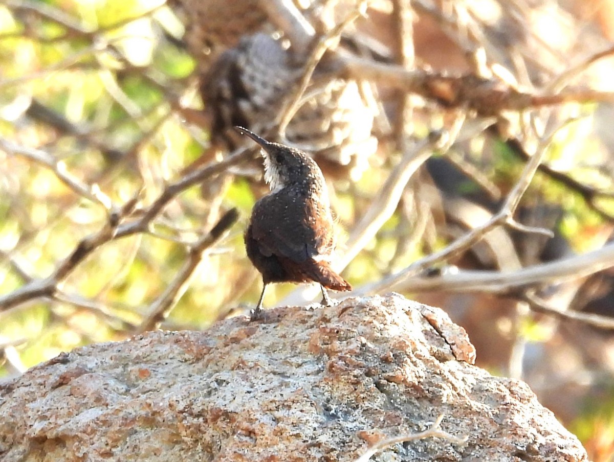 Canyon Wren - ML608326899