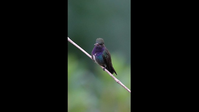 kolibřík safírový - ML608326903