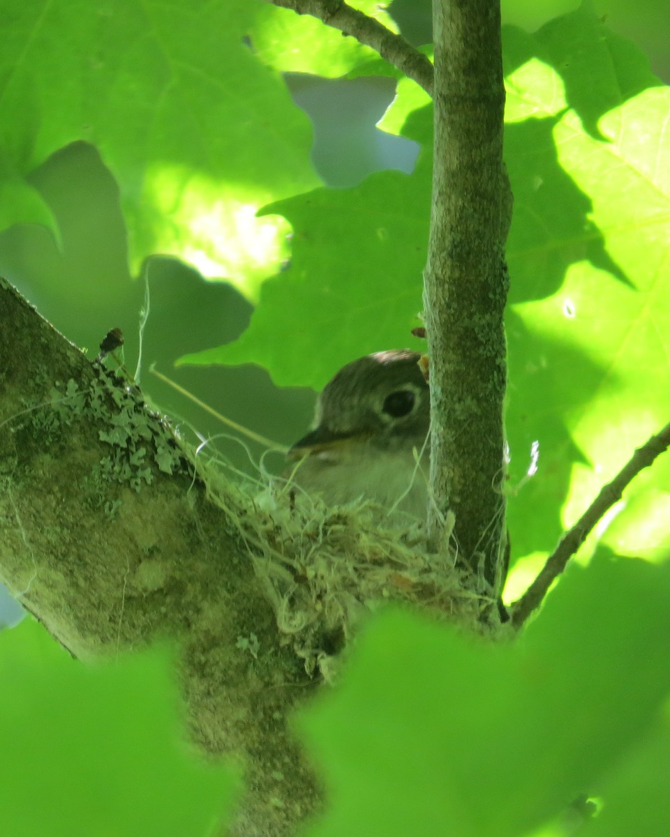 Least Flycatcher - ML60832691