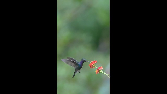 kolibřík safírový - ML608326921