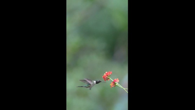 Colibrí Amatista - ML608326932