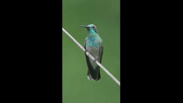 Colibri à ventre blanc - ML608326943