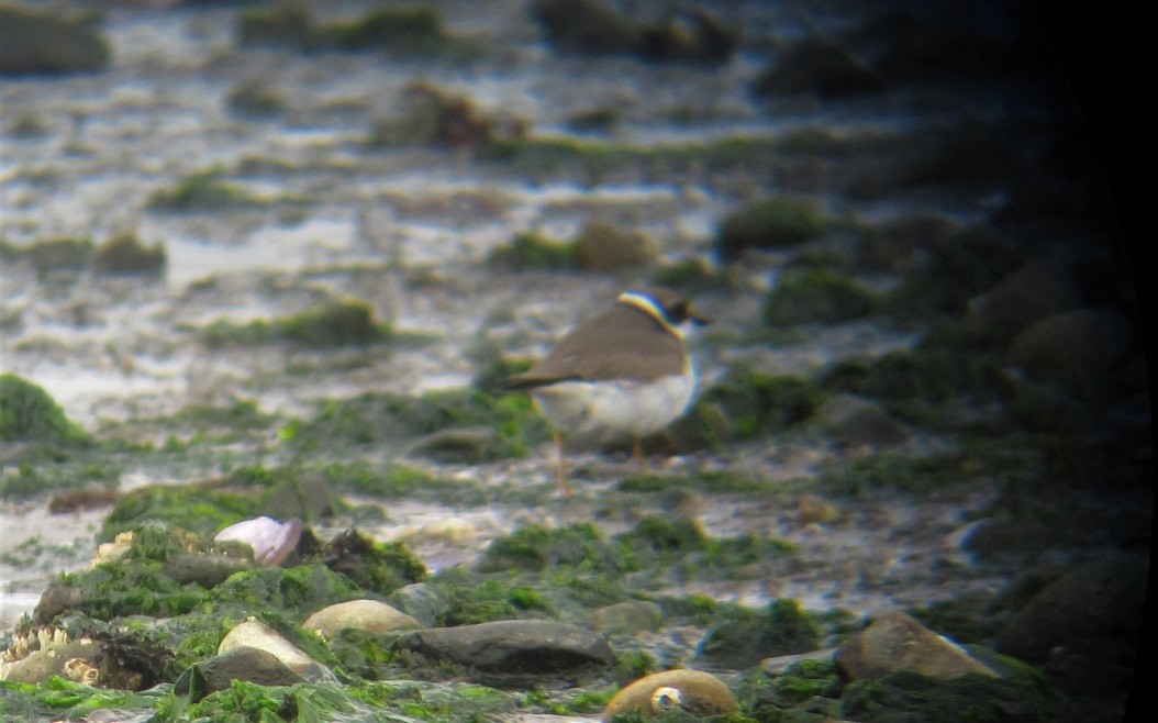 Semipalmated Plover - ML608326944