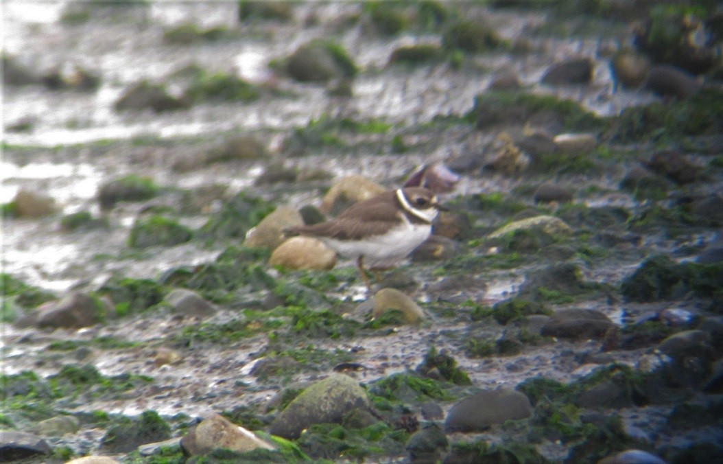 Semipalmated Plover - ML608326960