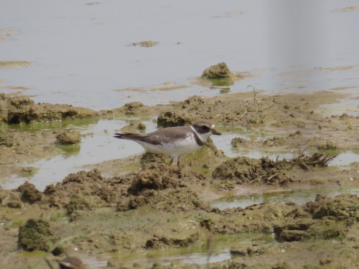 Semipalmated Plover - ML608326995