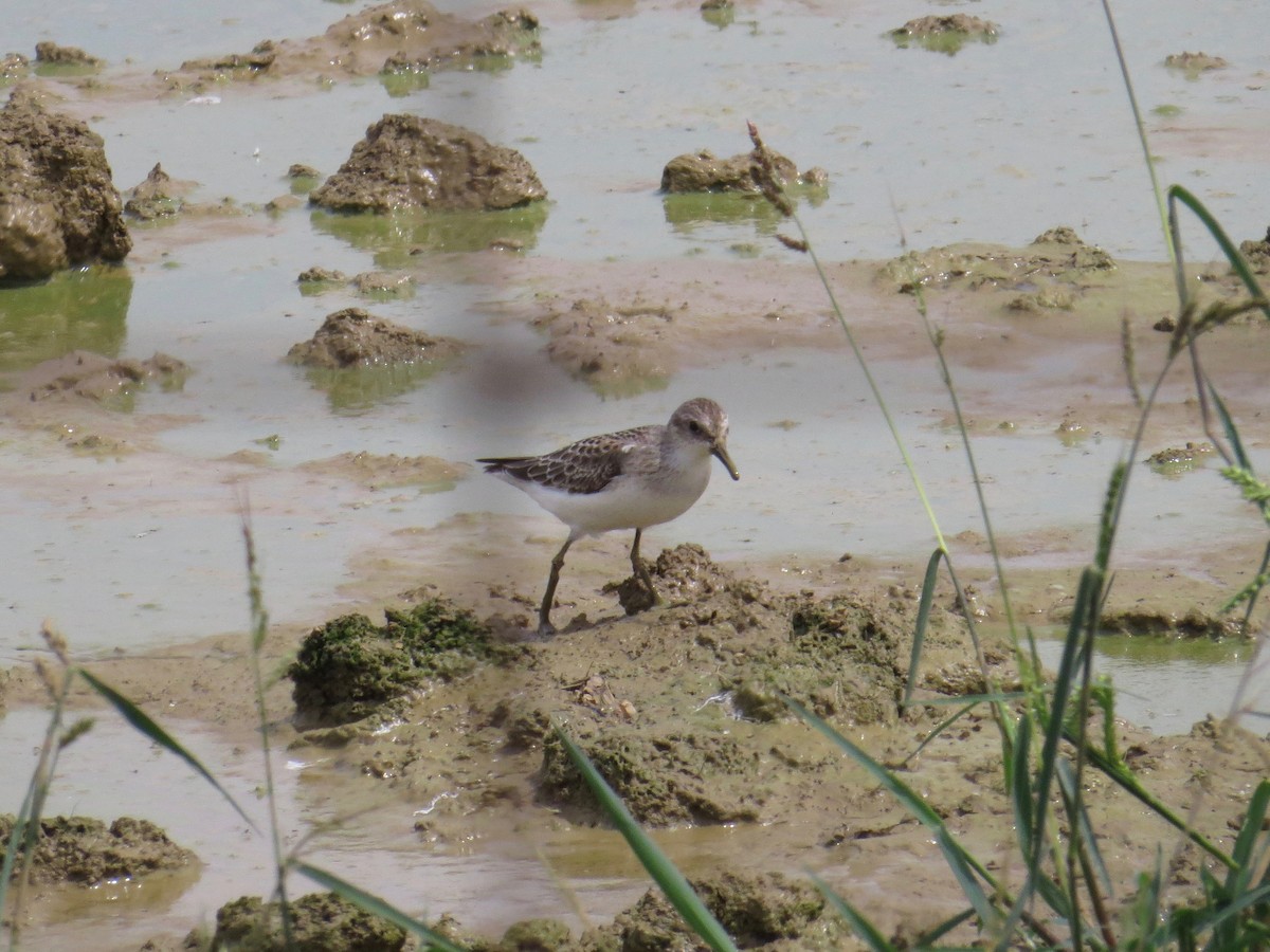 Semipalmated Sandpiper - ML608327007