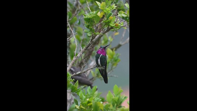 Colibrí Escamoso - ML608327132