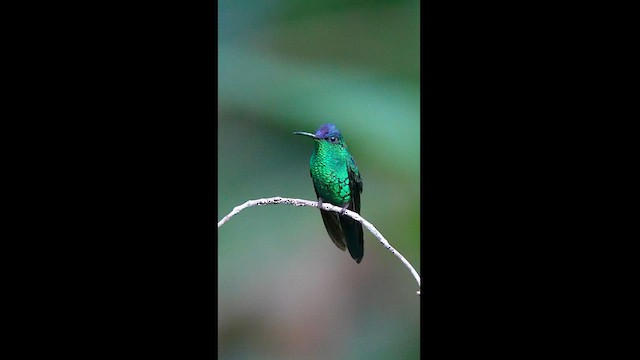 Violet-capped/Fork-tailed Woodnymph - ML608327137