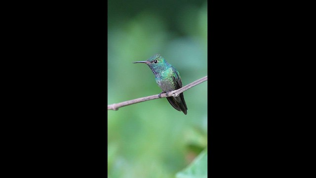 kolibřík pestrý - ML608327144