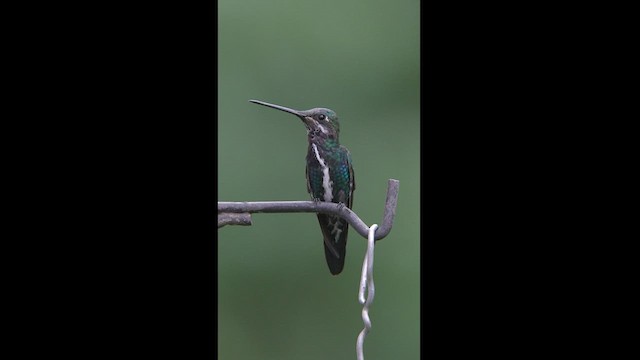 Colibrí Escamoso - ML608327167