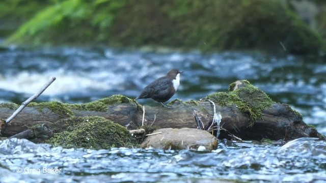 White-throated Dipper - ML608327169