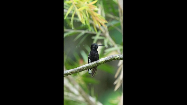 kolibřík černobílý - ML608327286