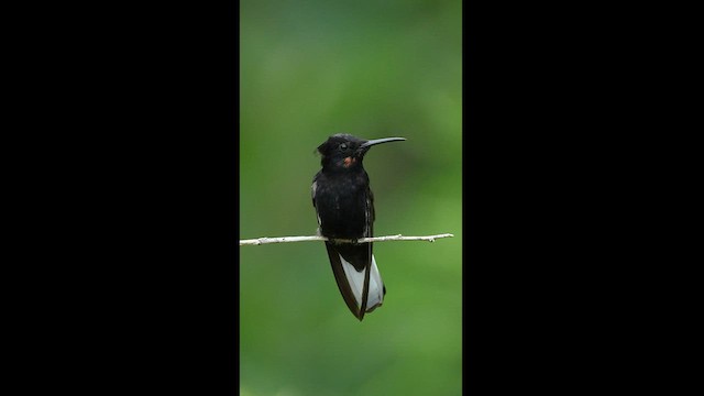 kolibřík černobílý - ML608327287