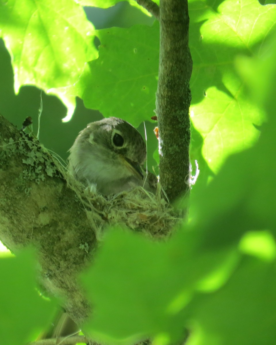 Least Flycatcher - ML60832731