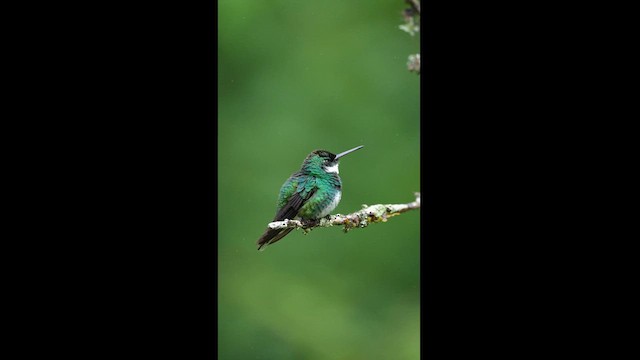 White-throated Hummingbird - ML608327325