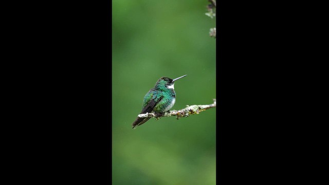 Colibri à gorge blanche - ML608327325