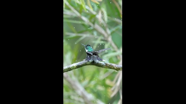 White-throated Hummingbird - ML608327327