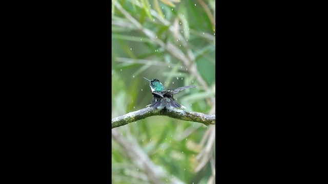 Colibri à gorge blanche - ML608327327