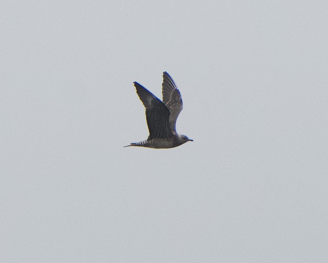Long-tailed Jaeger - ML608327358