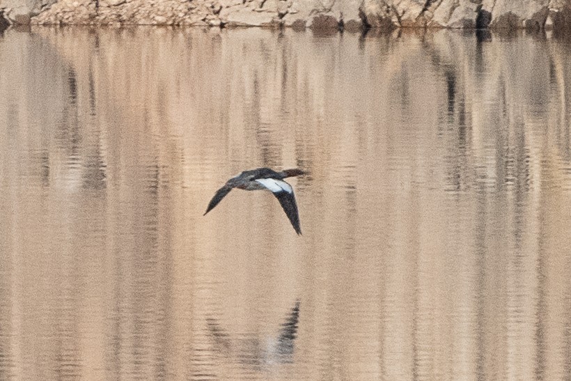 Common Merganser - ML608327409