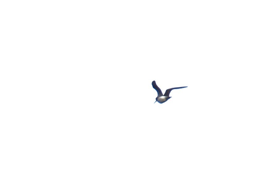 Solitary Sandpiper - ML608327481