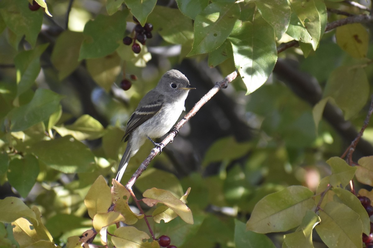 Gray Flycatcher - ML608327487