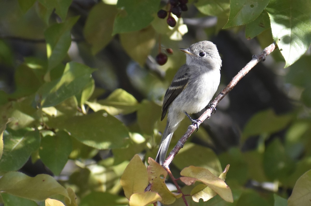 Gray Flycatcher - ML608327488