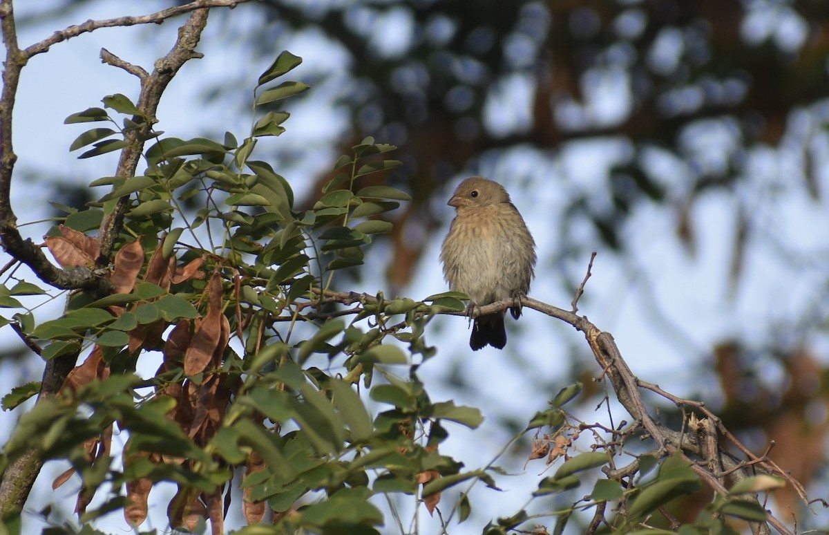 Lazuli Bunting - ML608327533