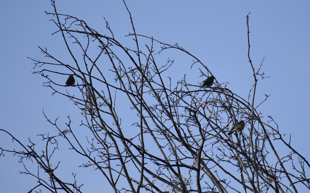Lazuli Bunting - ML608327536