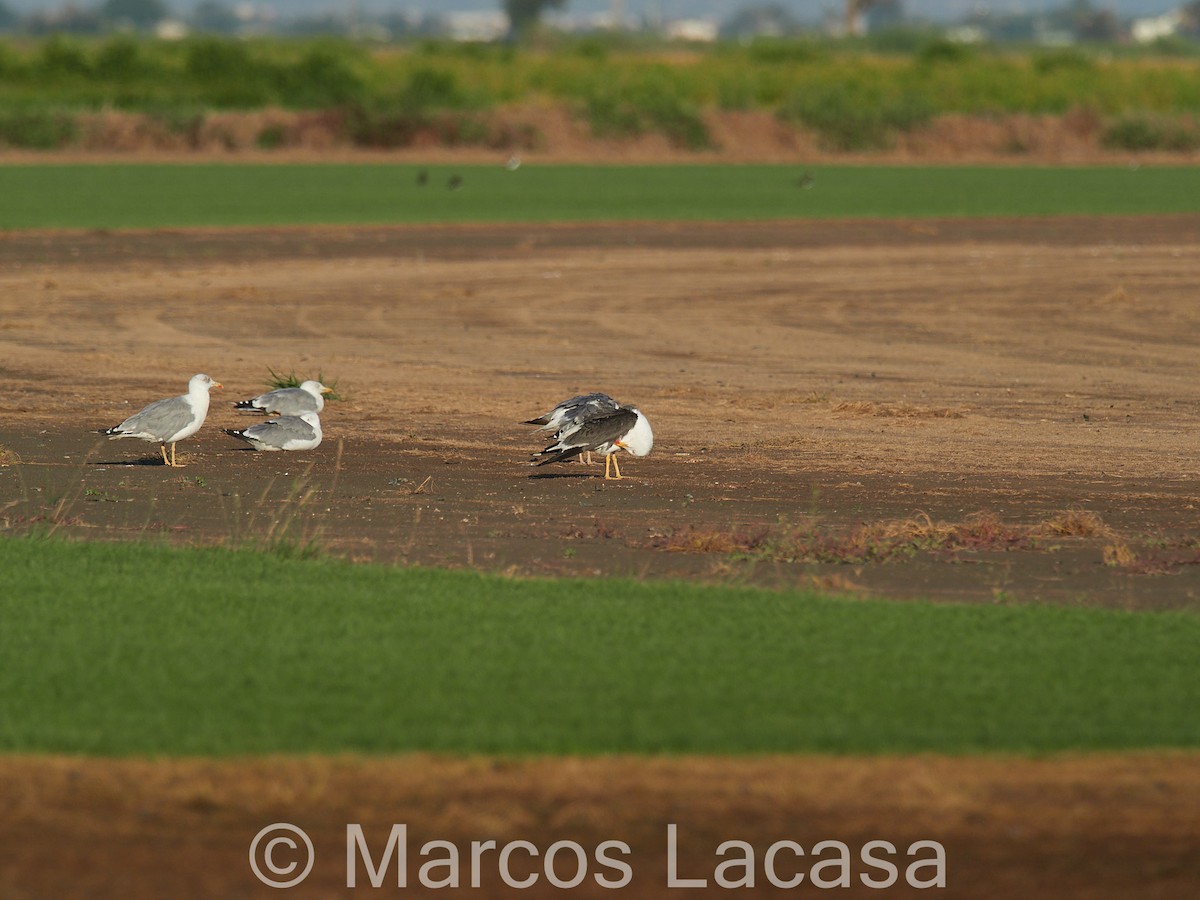 Lesser Black-backed Gull - ML608327683