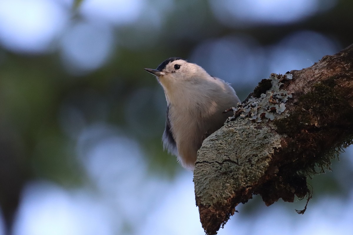 White-breasted Nuthatch - ML608327719