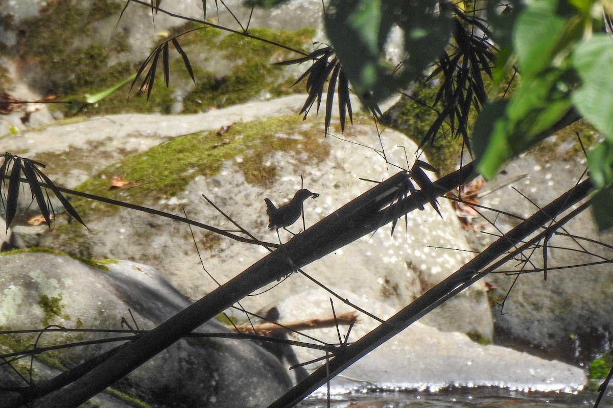 American Dipper - ML608327740