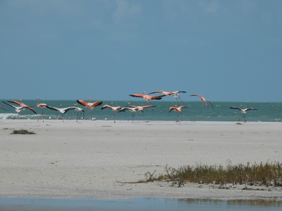 American Flamingo - Rachael Woodams