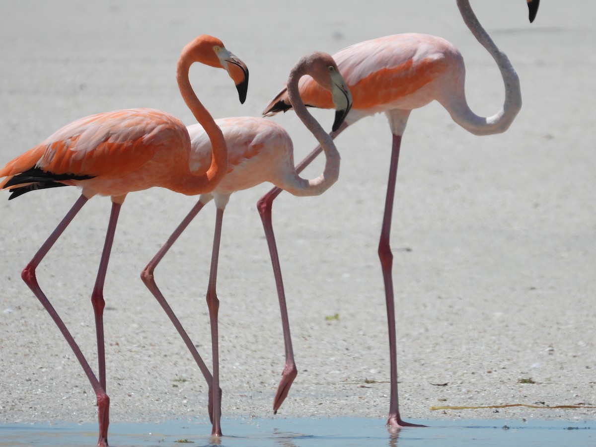 American Flamingo - Rachael Woodams