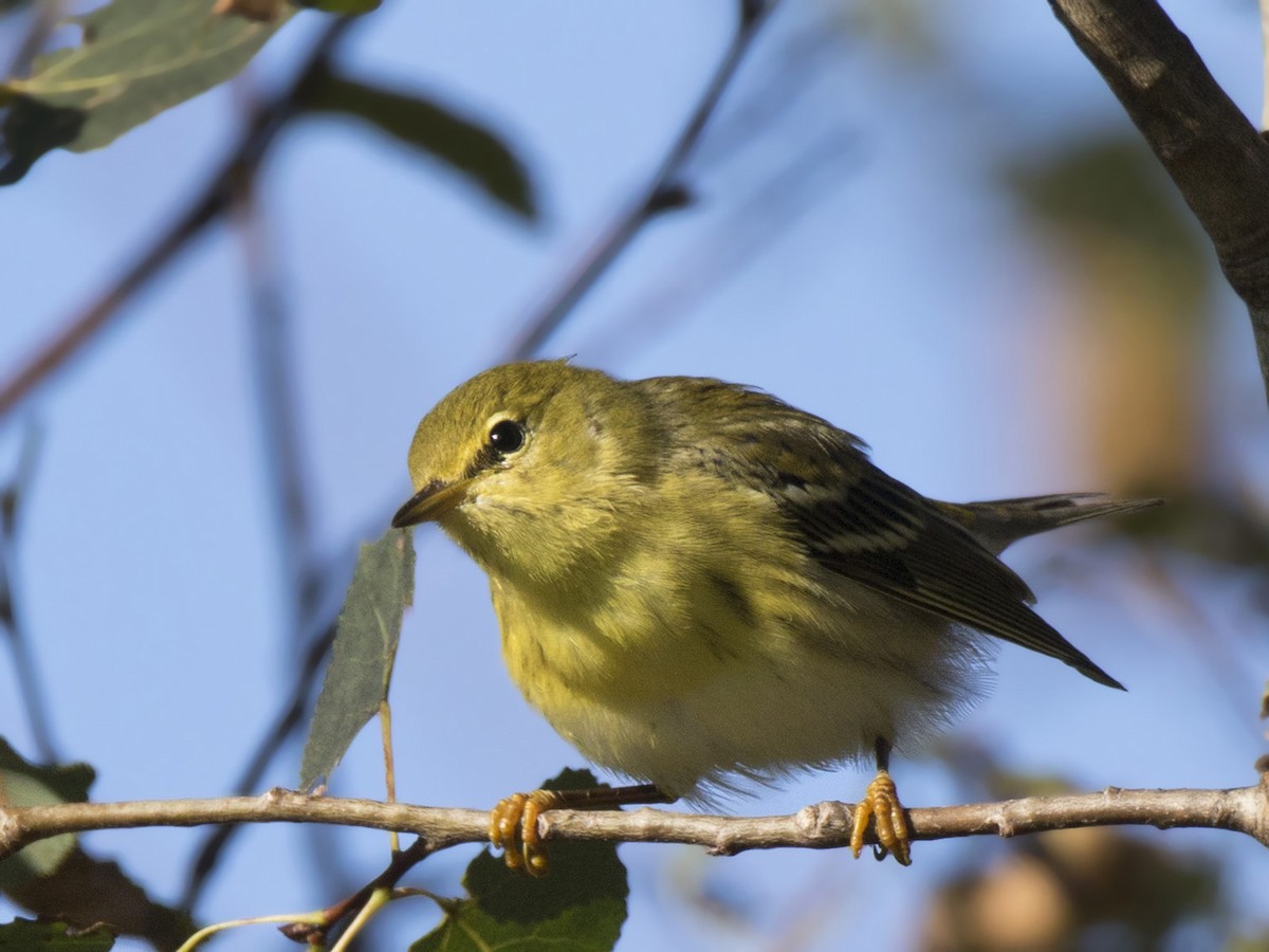 Blackpoll Warbler - ML608327791