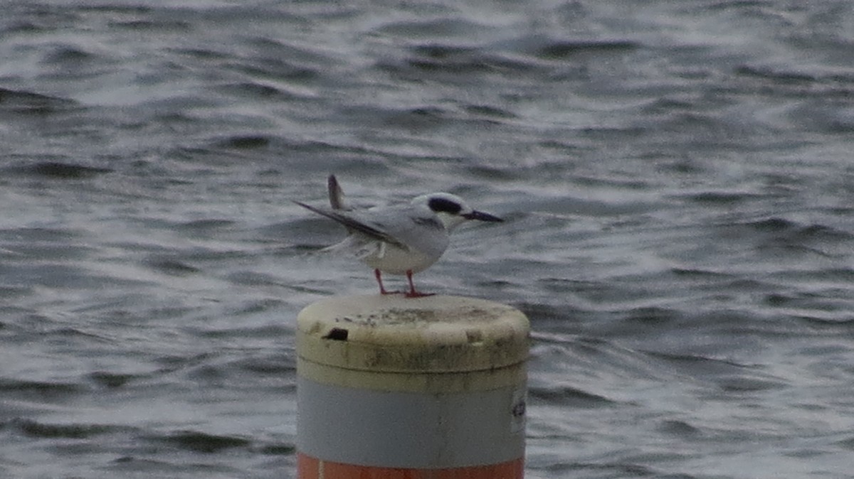 Forster's Tern - ML608327812