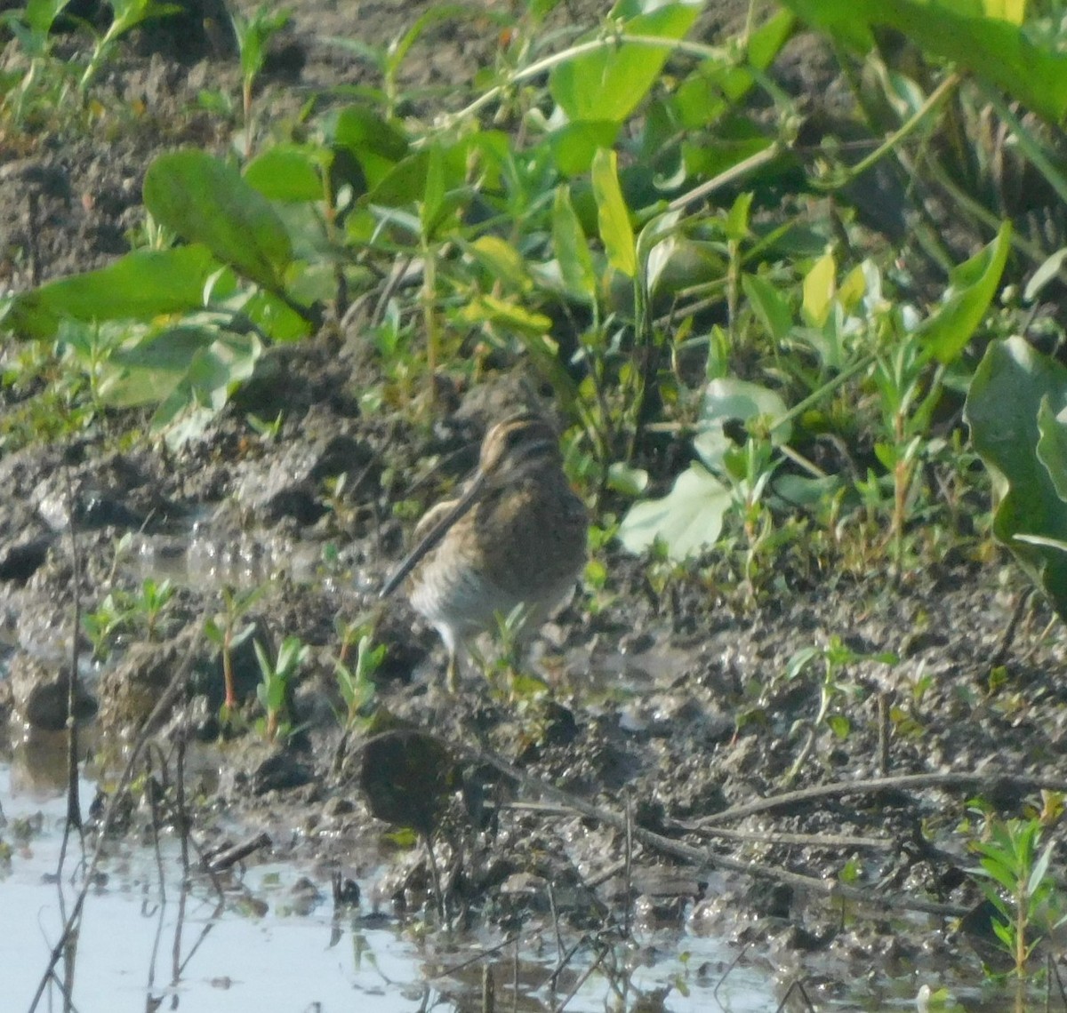 Wilson's Snipe - ML608327846