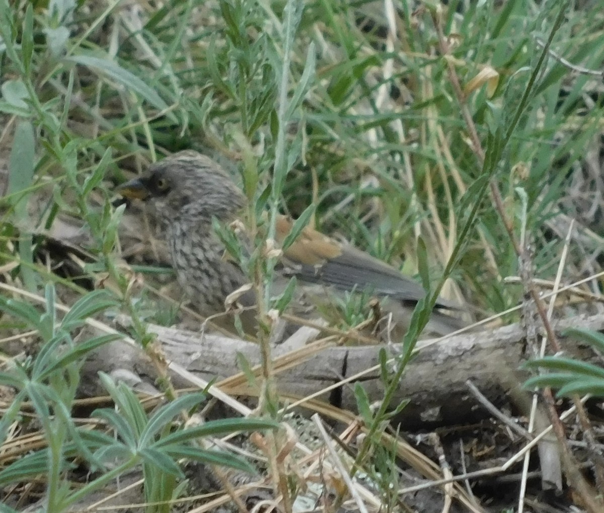 Junco aux yeux jaunes - ML608327951